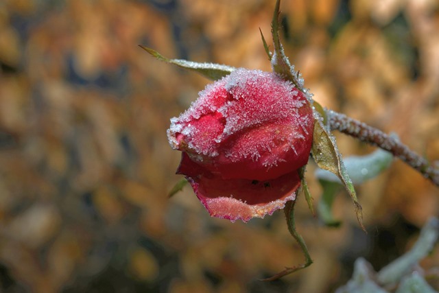 frost rose1
